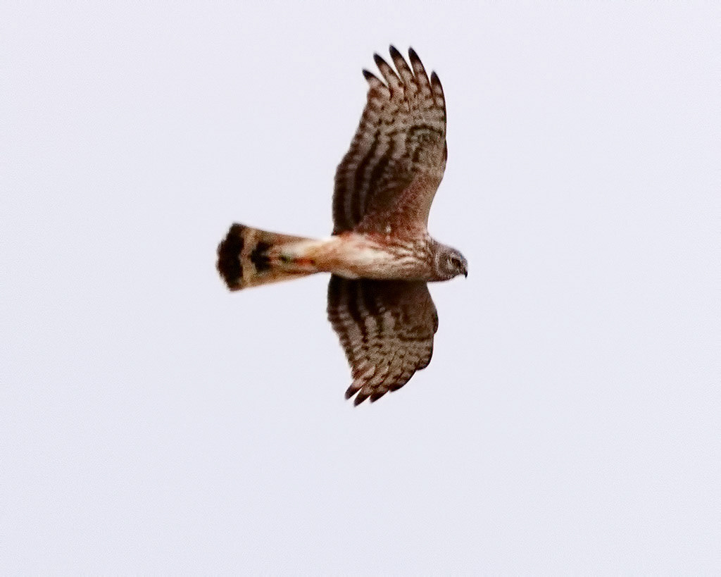 Hen Harrier