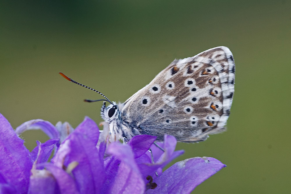 Chalkhill Blue