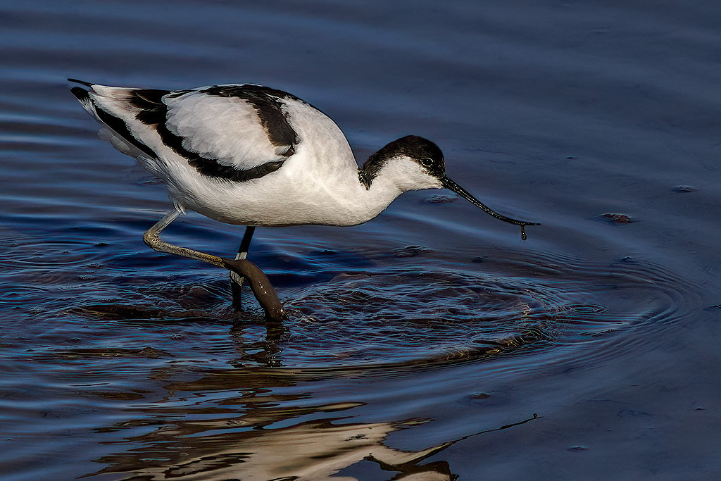 Avocet