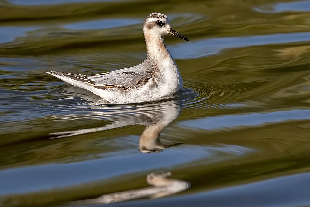Grey Phalarope