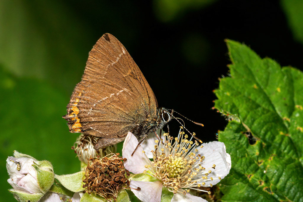 White-letter Hairstreak