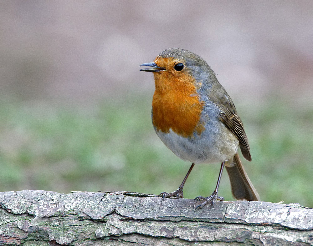 Robin