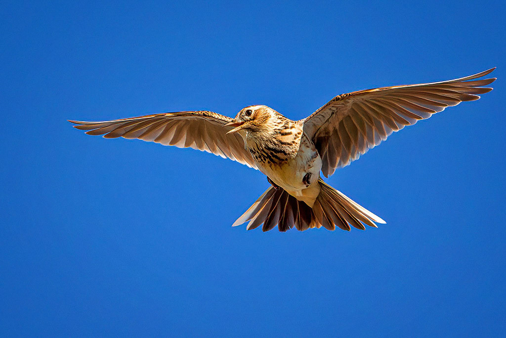 Skylark