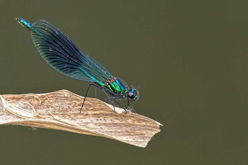 Banded Demoiselle