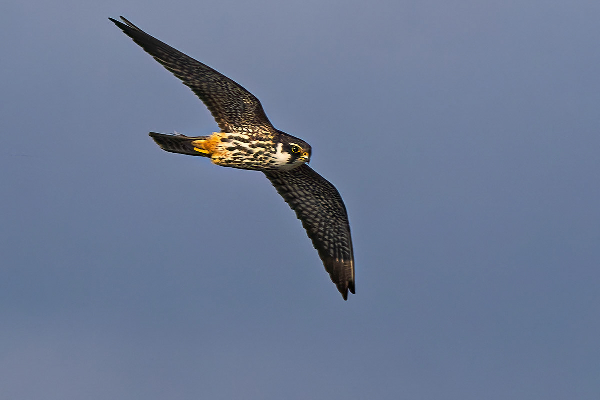 Hobby