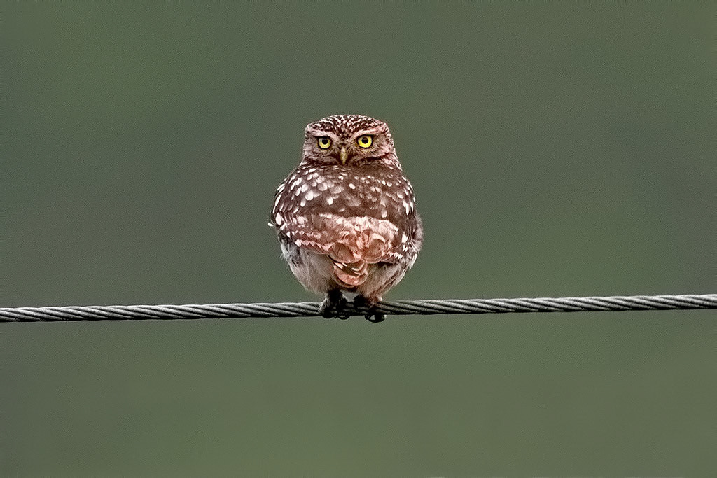 Little Owl