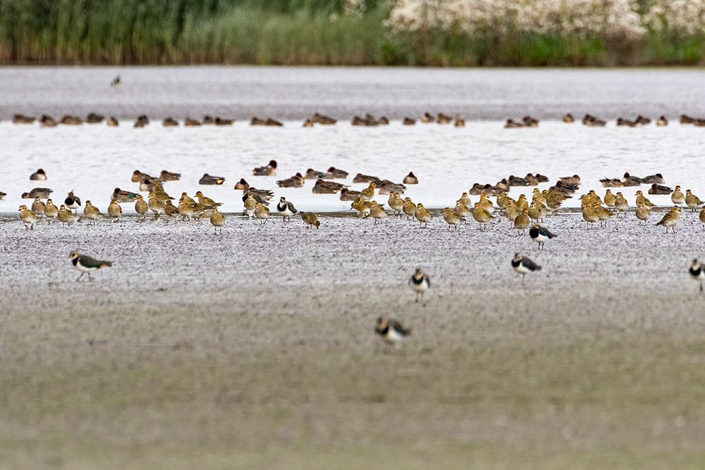 Golden Plover