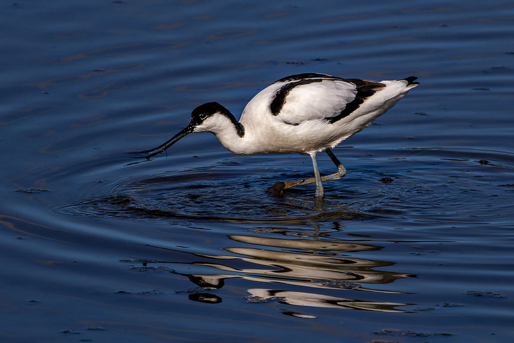 Avocet