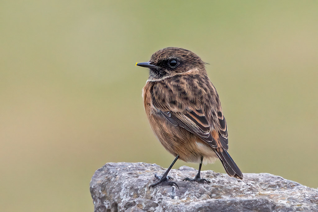Stonechat