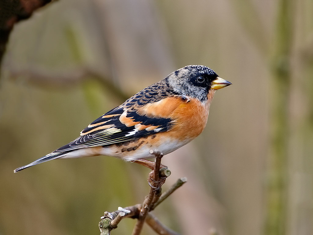 Brambling