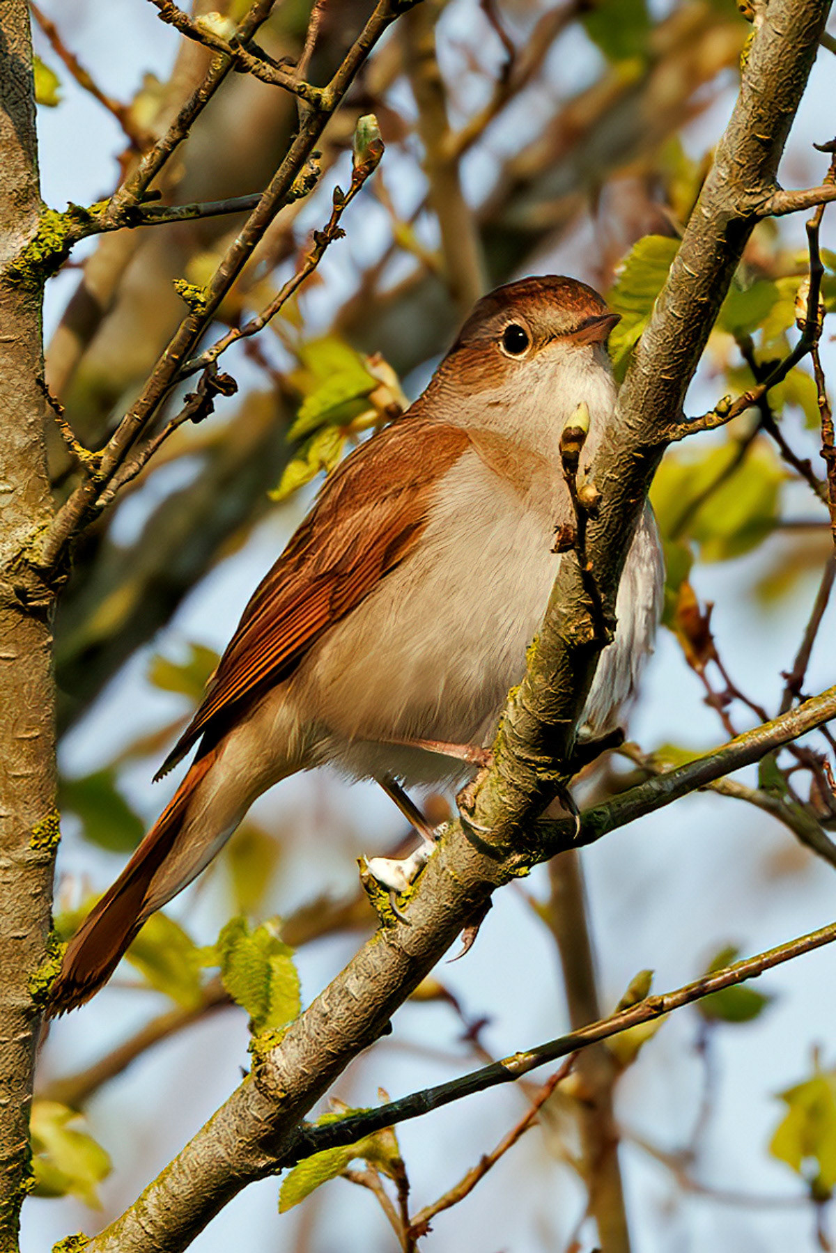 Common Nightingale