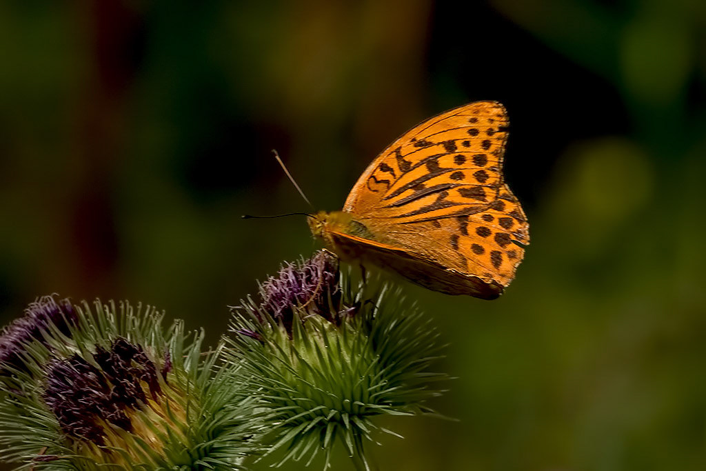 Silver-washed Fritillary