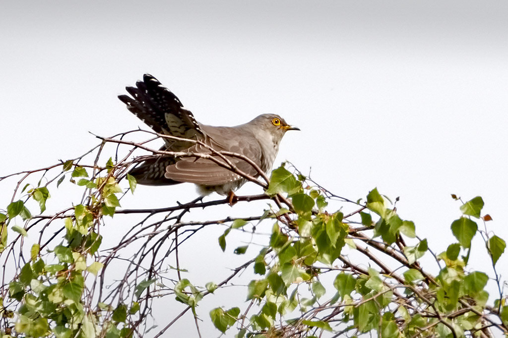Cuckoo