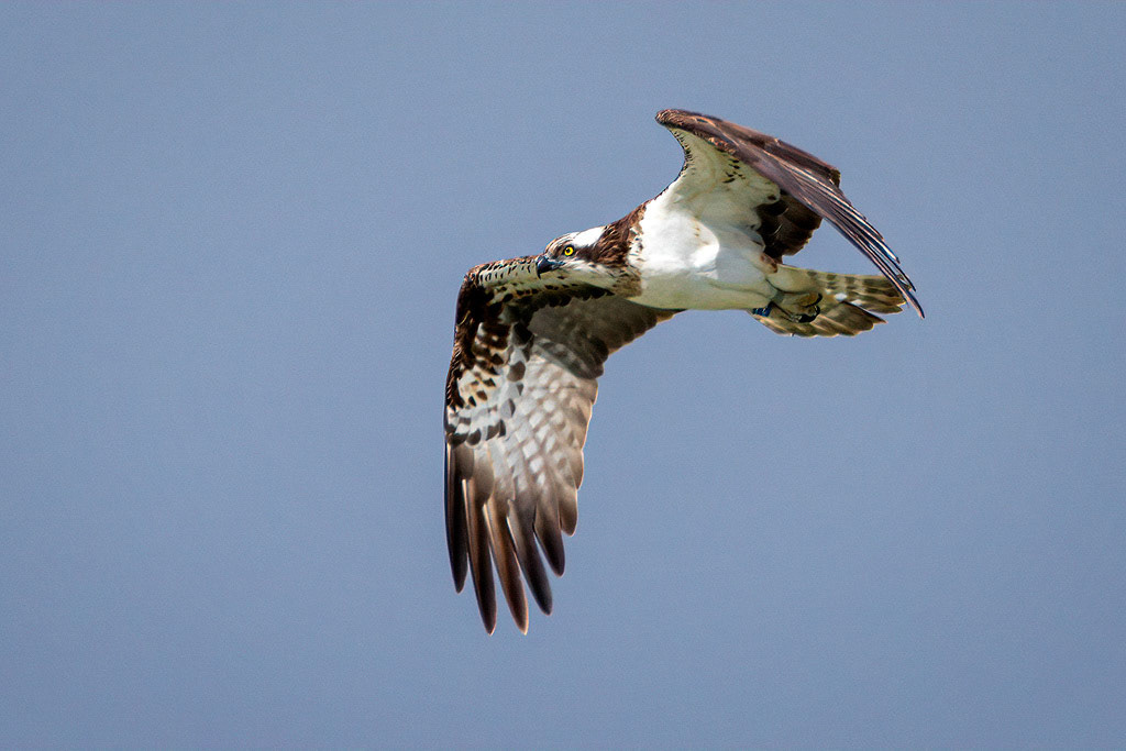 Osprey