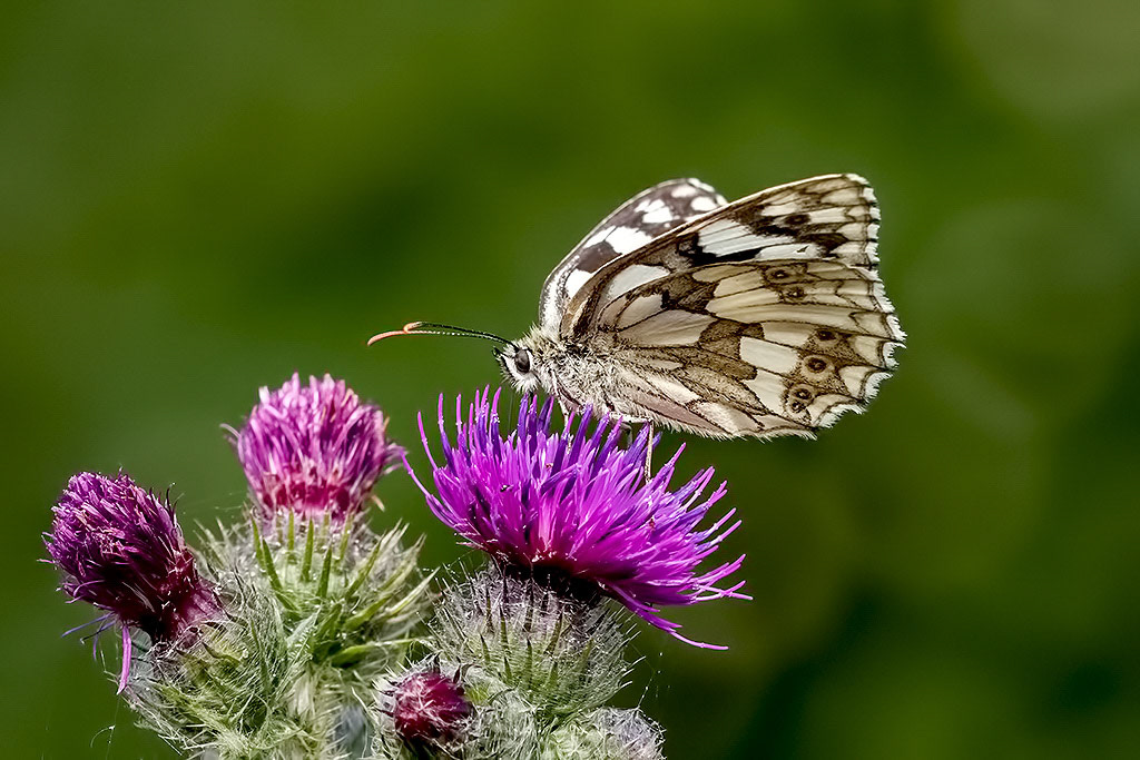 Marbled White