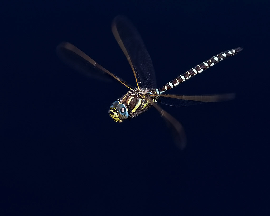 Common Hawker