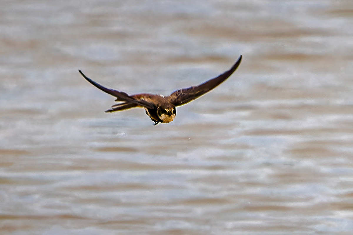 Sand Martin