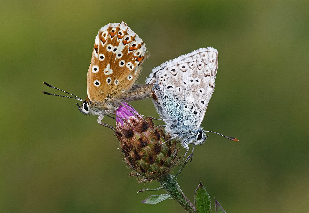 Chalkhill Blue