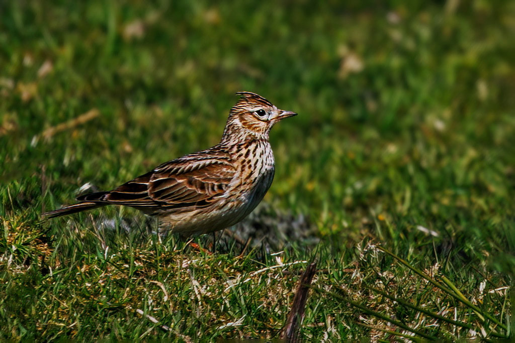 Skylark
