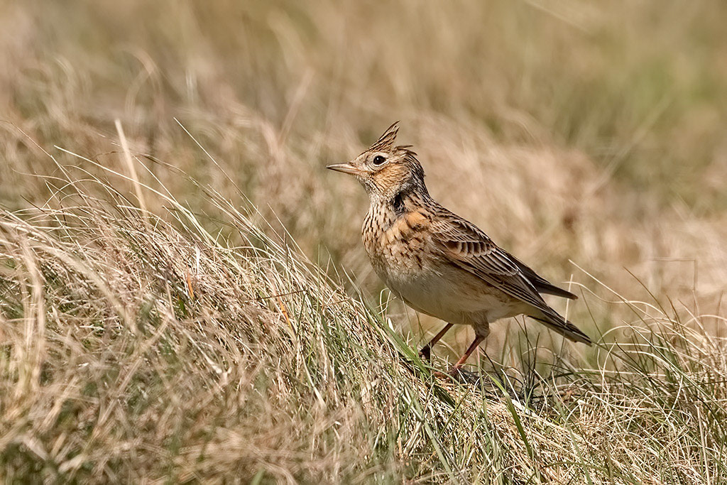 Skylark