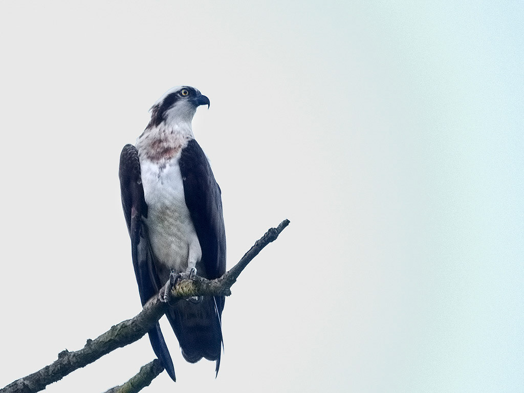 Osprey