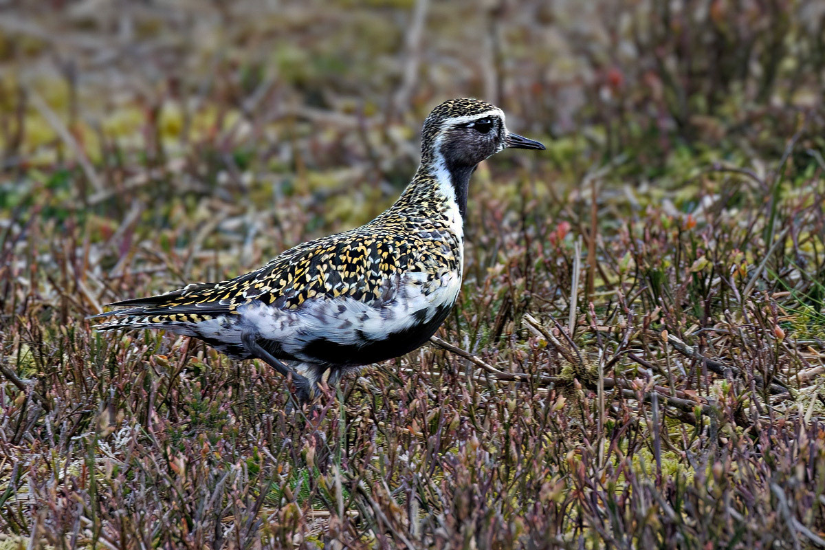 Golden Plover