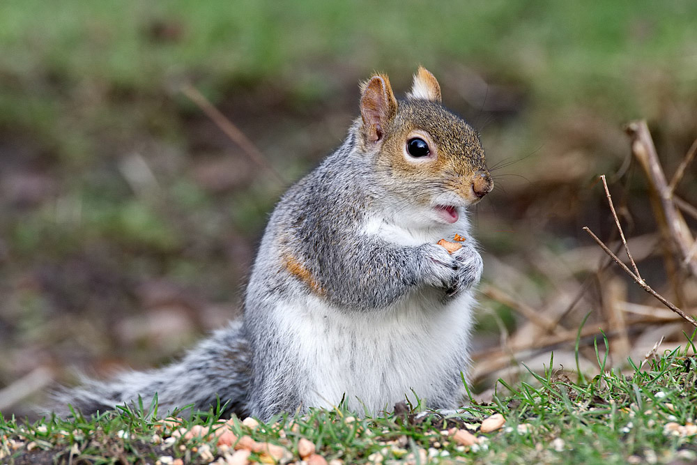 Grey Squirrel