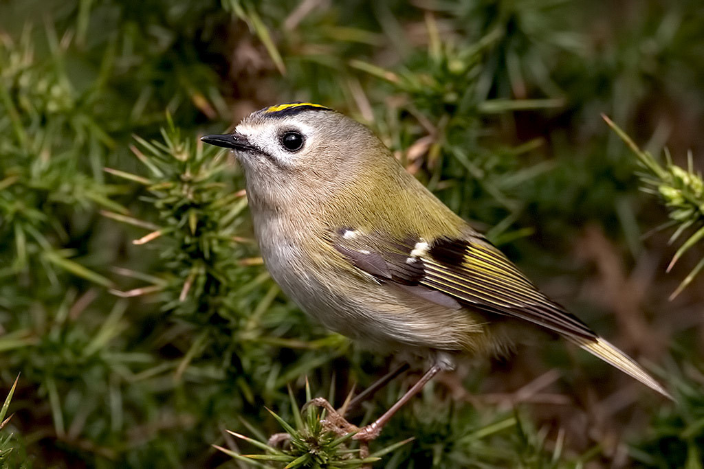 Goldcrest