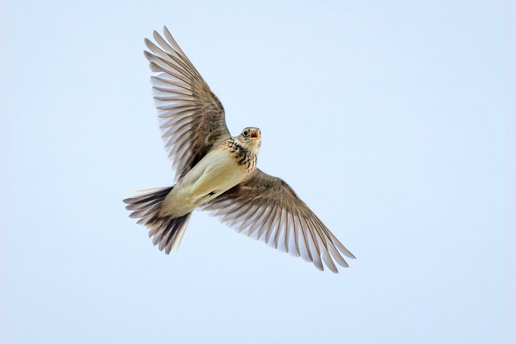 Skylark