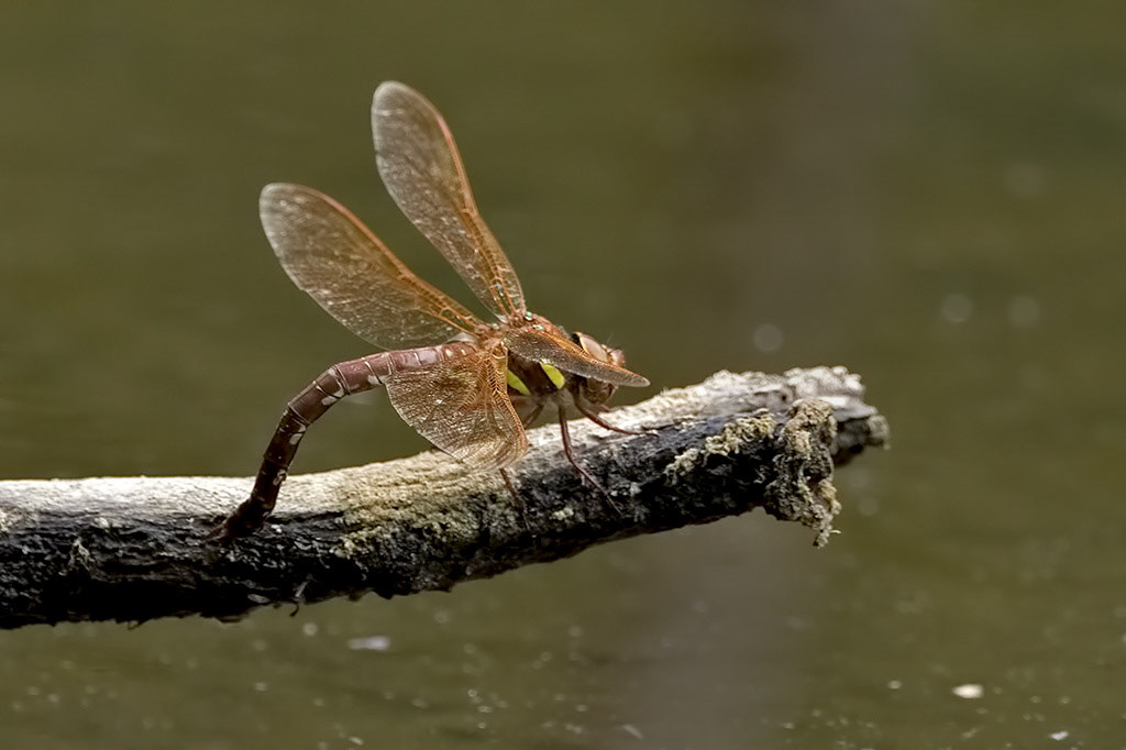 Brown Hawker