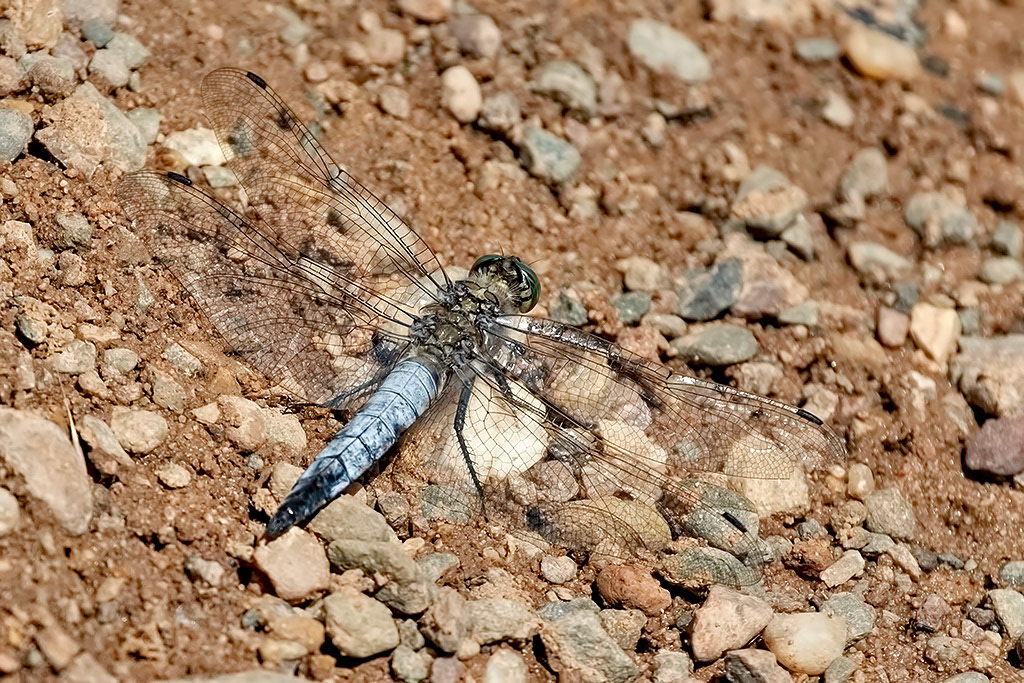 Black-tailed Skimmer