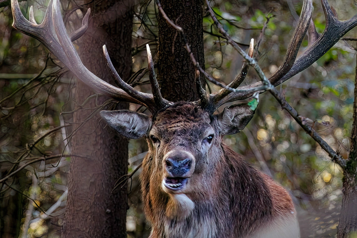 Red Deer Stag