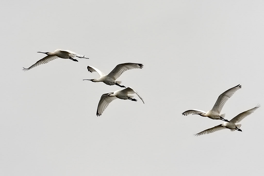 Eurasian Spoonbill
