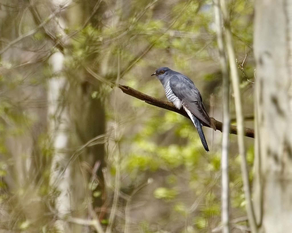 Cuckoo
