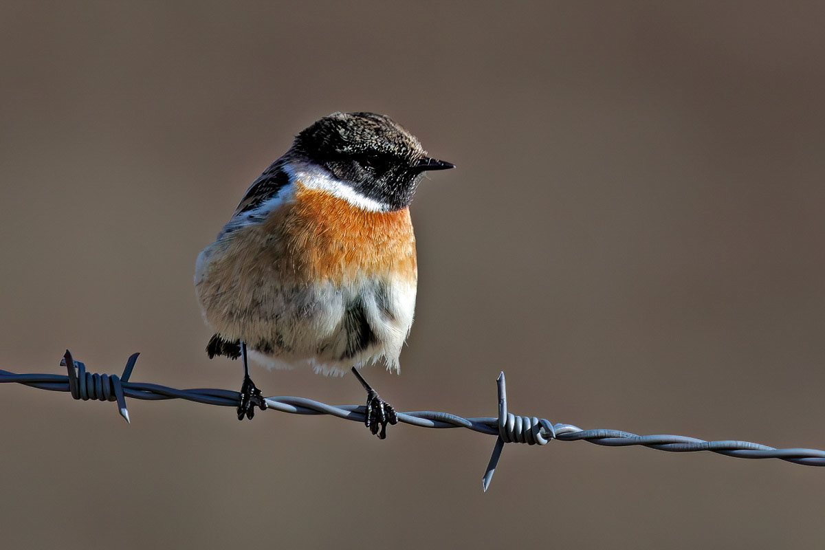 Stonechat