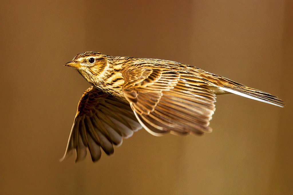 Skylark