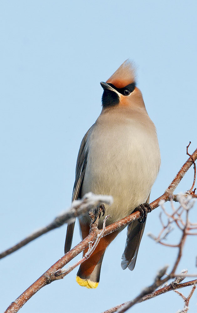 Waxwing