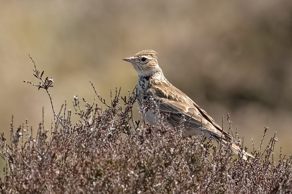 Skylark