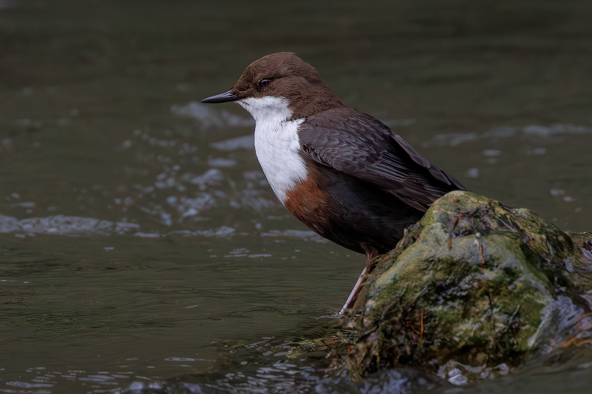 White-throated Dipper