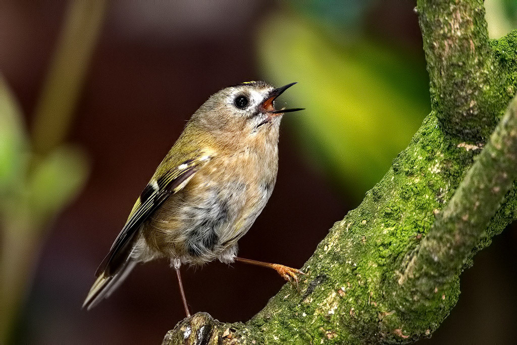 Goldcrest