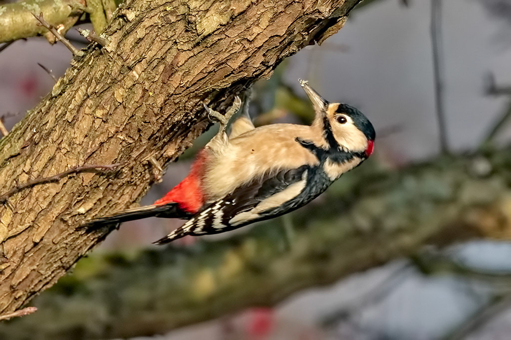 Great Spotted Woodpecker