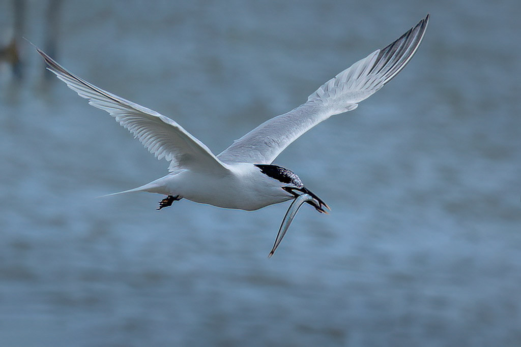 Sandwich Tern