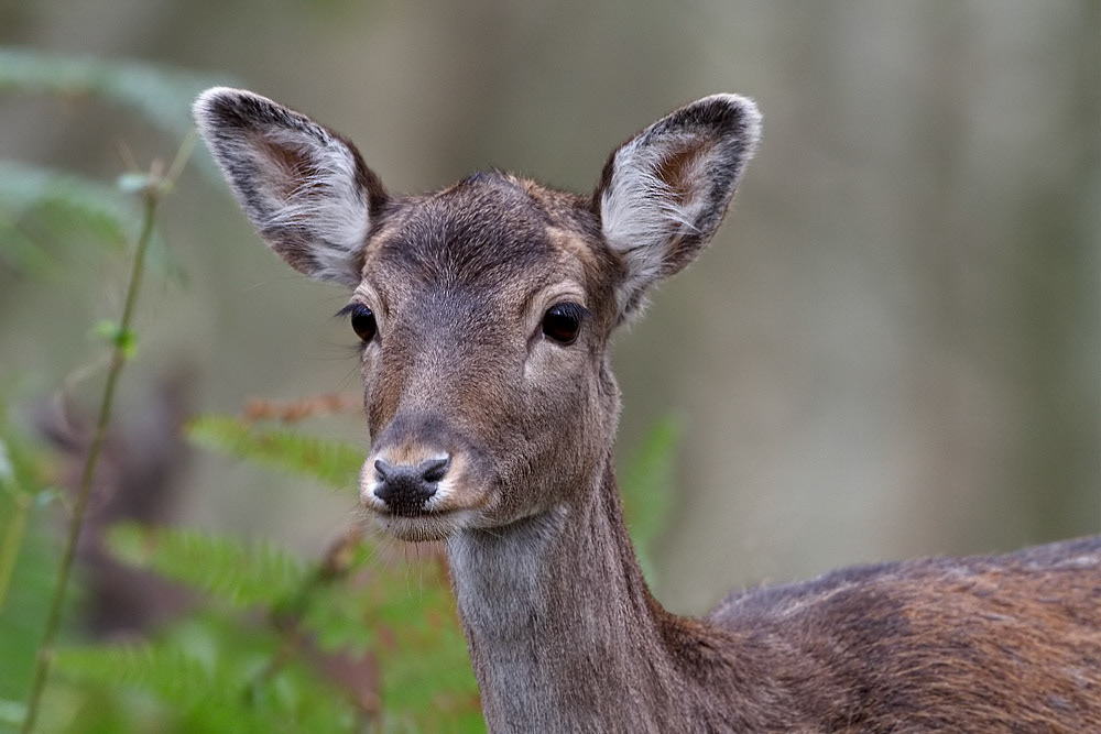 Fallow Deer