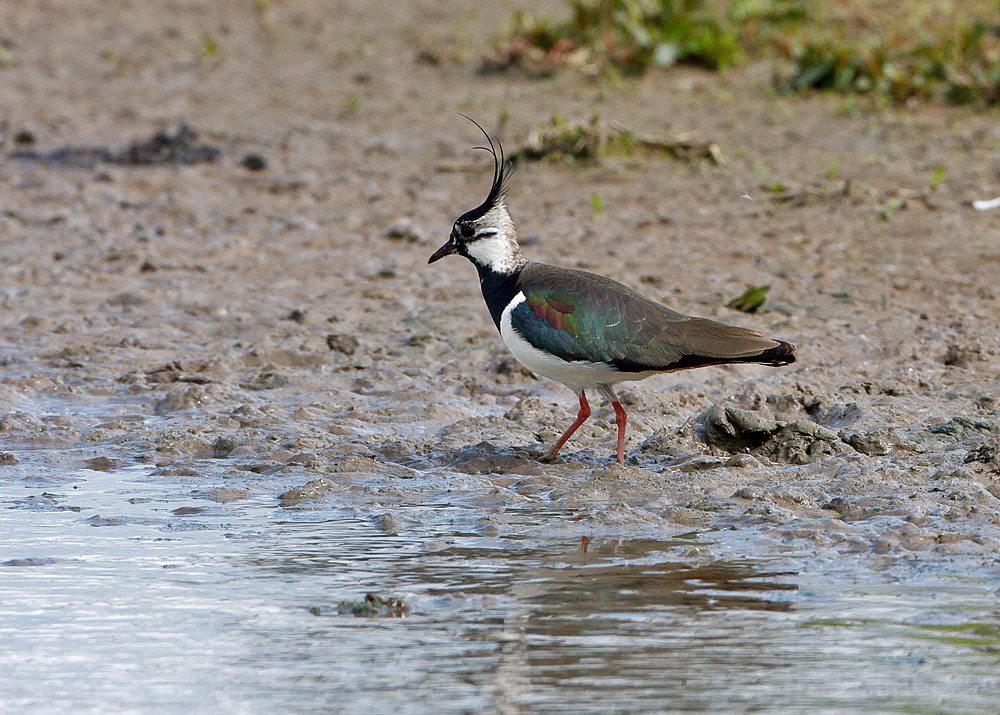Lapwing