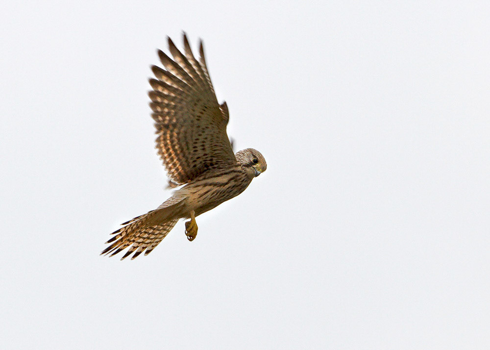 Kestrel
