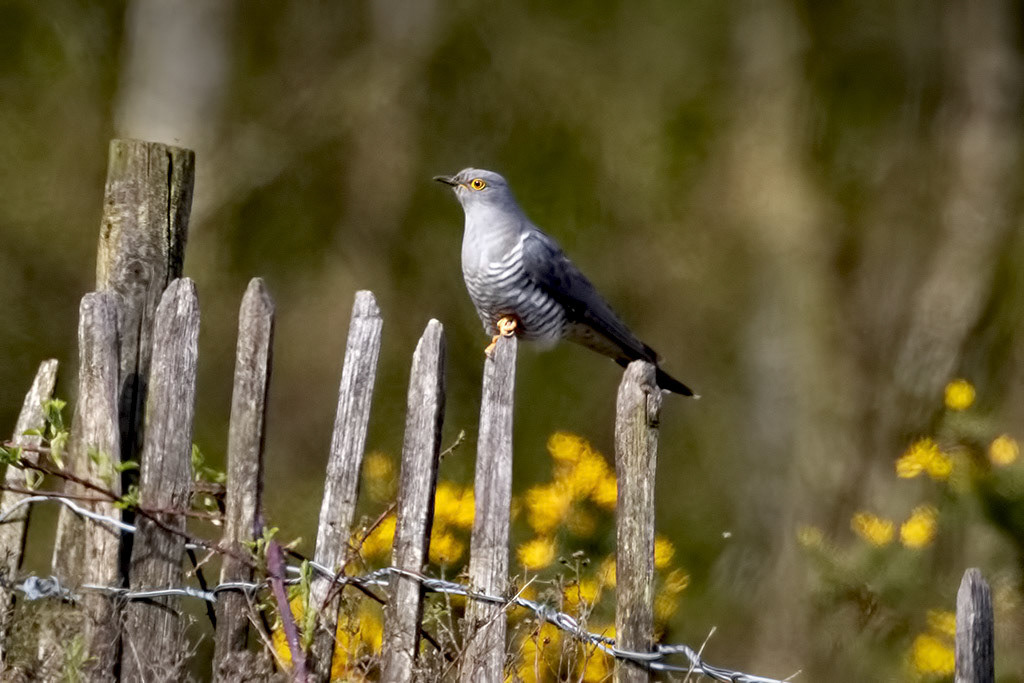 Cuckoo
