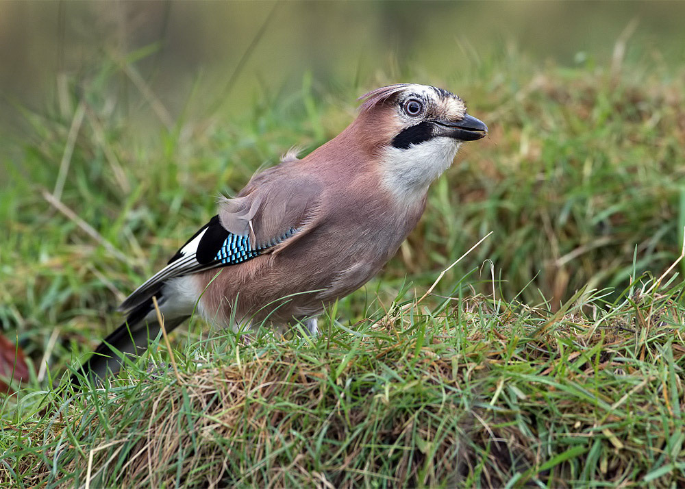 Jay