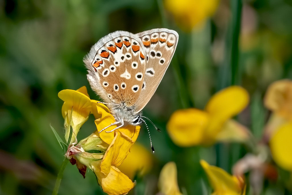 Common Blue