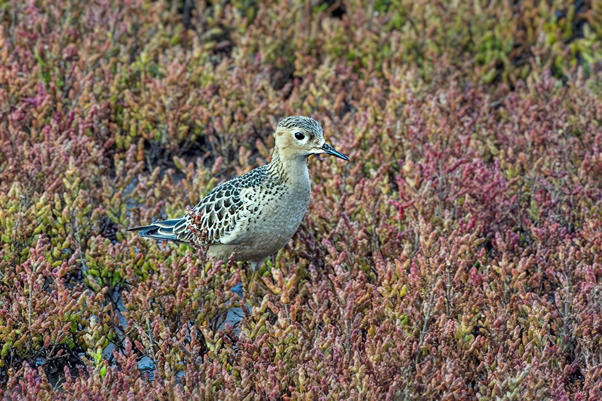 Buff-breasted Sandpiper