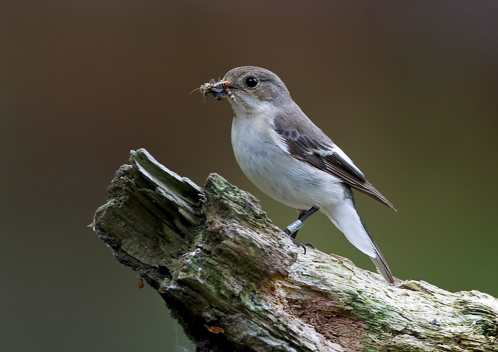 Female Pied Flycatcher